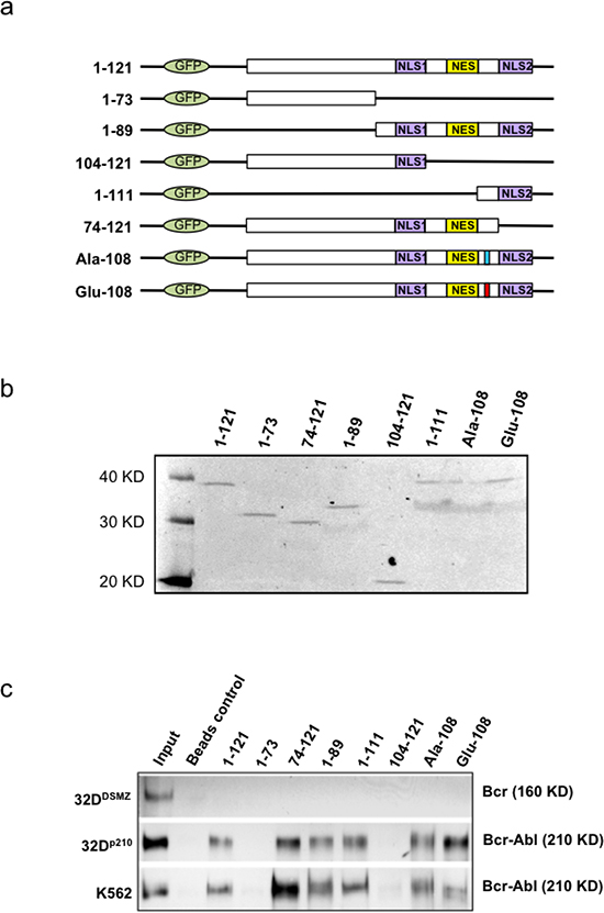 Mapping and modeling of apoptin motif responsible for its interaction with BCR-ABL1.