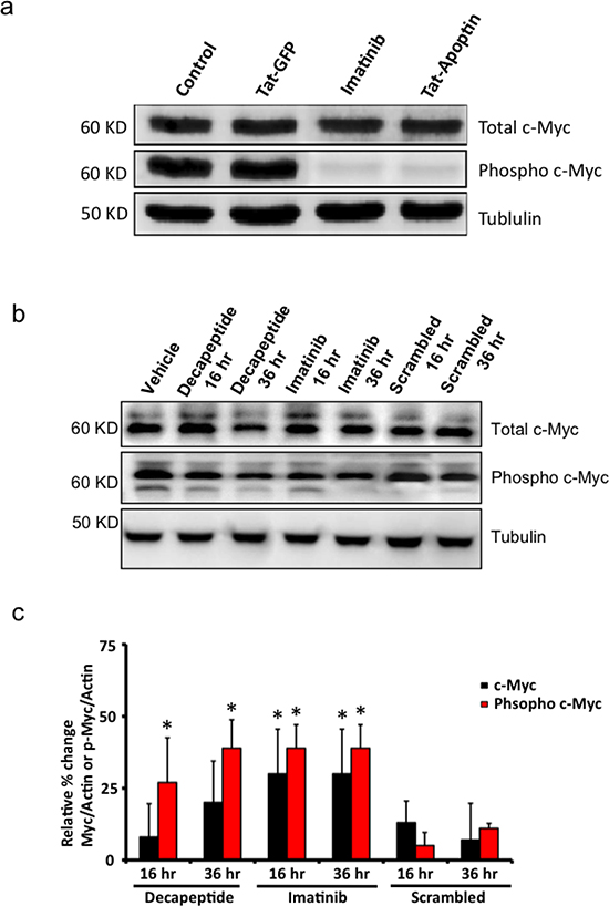 Downstream effects of Bcr-Abl inhibition by apoptin or its bioactive decapeptide.