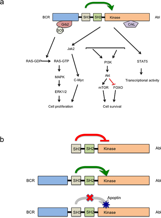 Anticancer action of apoptin targeting Abl/Bcr-Abl pathway.