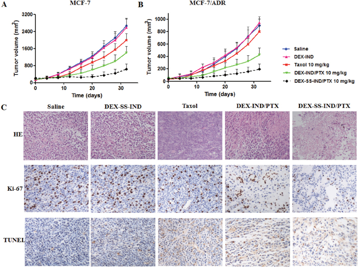 In vivo antitumor efficacy of DEX-SS-IND/PTX micelles.