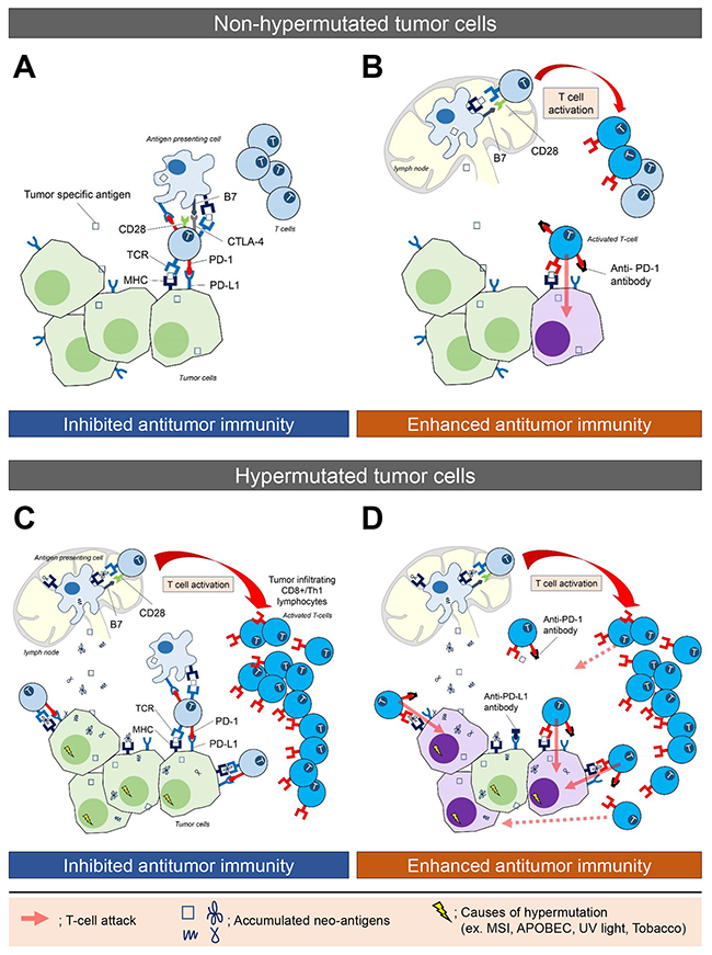 The immune microenvironment in non-hypermutated and hypermutated tumors, and enhanced immune activity following blockade of the PD-L1/PD-1 interaction.