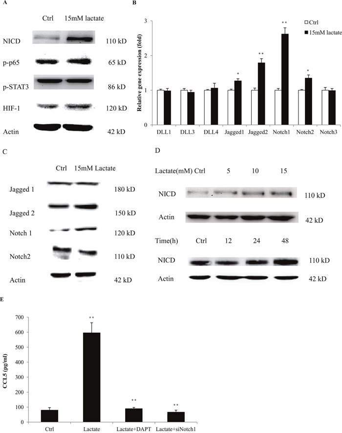 Lactate increased the secretion of CCL5 in macrophages by activation of Notch signaling.