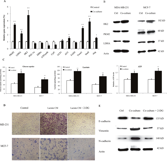 Lactate-activated macrophages induced aerobic glycolysis in breast cancer cells.