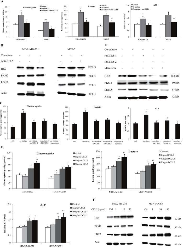 Lactate-activated macrophages induced glycolysis through CCL5-CCR5 axis.