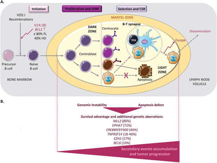 FL lymphomagenesis.