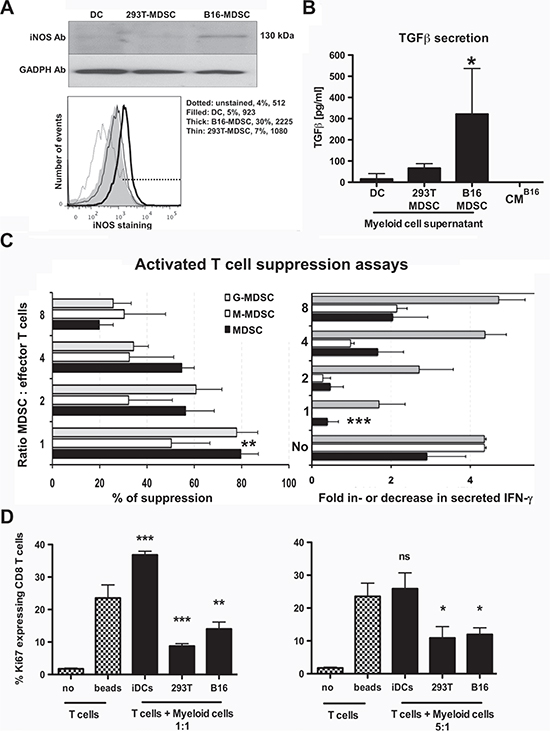 Ex vivo-differentiated B16-MDSCs possess characteristics of tumor-infiltrating MDSCs and strongly suppress activated T cells.