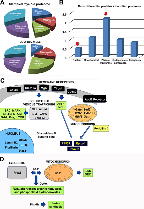Unbiased comparative quantitative proteomics between ex vivo B16-MDSCs and conventional immature DCs.