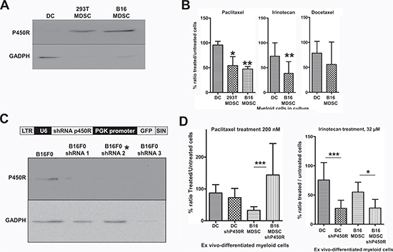 Increased P450R expression renders B16-MDSCs susceptible to Paclitaxel.