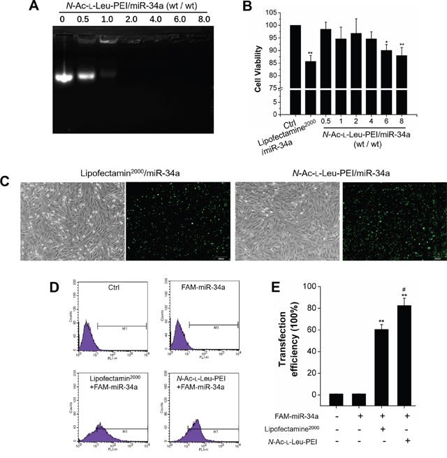 Functional evaluation of N-Ac-l -Leu-PEI/miR-34a.