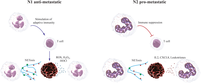 Neutrophils can play dual roles during the establishment of metastatic niche.
