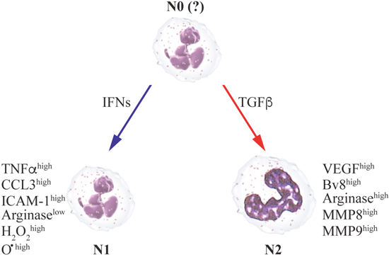The anti- or pro-metastatic functions of neutrophils depend on the cytokine milieu in the microenvironment.