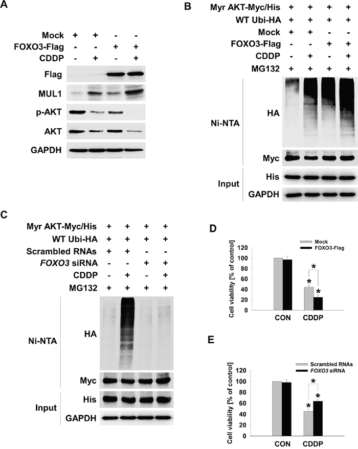 FOXO3 mediates CDDP-induced MUL1 expression.