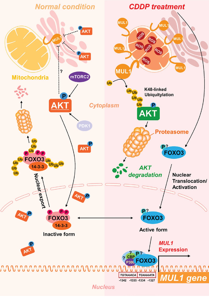 Scheme of FOXO3-MUL1-AKT axis response to CDDP.