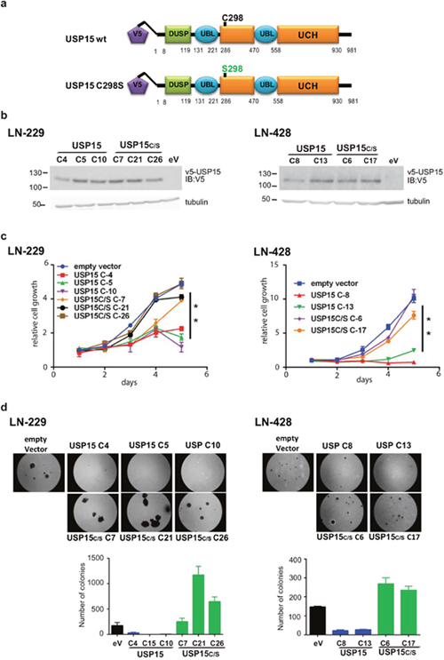 Effect of USP15 on cell growth in LN-229.