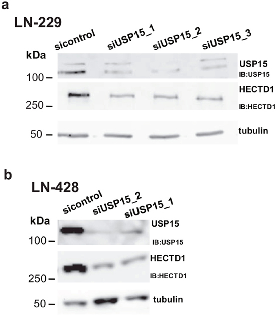 USP15 knockdown leads to decreased HECTD1 protein levels.