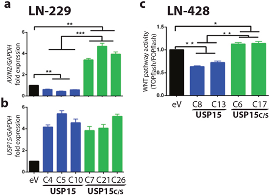 USP15 exerts an inhibitory effect on WNT pathway activity in GBM cell lines.