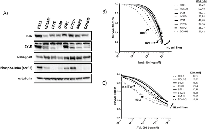 Functional studies in cHL-derived and DLBCL-derived cell lines.