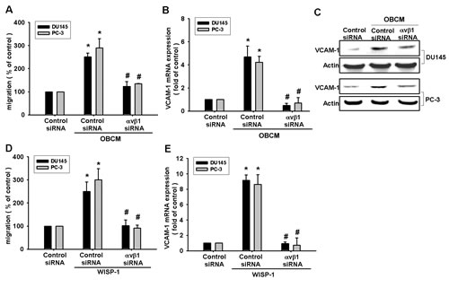 Fig.3: Osteoblast-derived WISP-1 boosts migration and VCAM-1 expression via integrin &#x3b1;v&#x3b2;1 receptor.