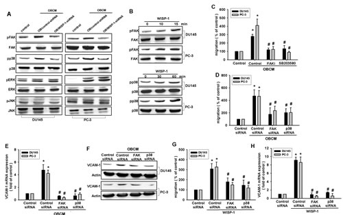Fig.4: FAK and p38 pathways are involved in osteoblast-derived WISP-1-increased migration and VCAM-1 expression.