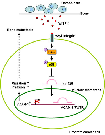 Fig.6: Schematic presentation of signaling pathways involved in osteoblast-derived WISP-1-induced migration and VCAM-1 expression of PCa cells.