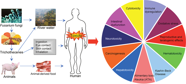 Routes of exposure and various toxicities of trichothecenes.