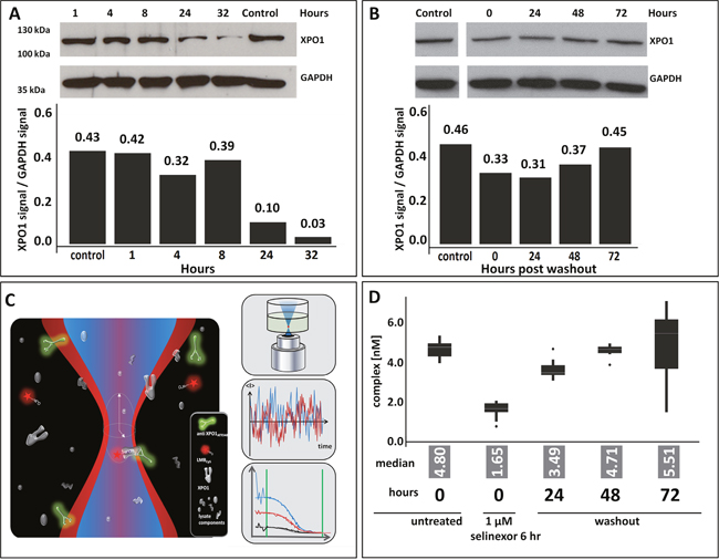 Selinexor treatment reduces expression of and occupies XPO1.