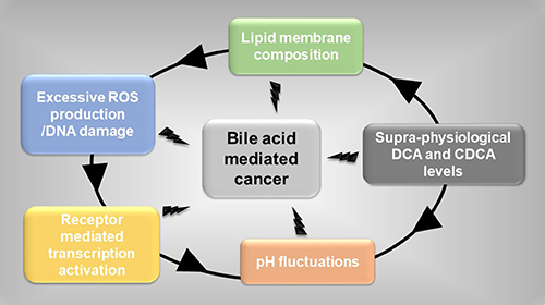 Events initiating bile acid mediated cancer.