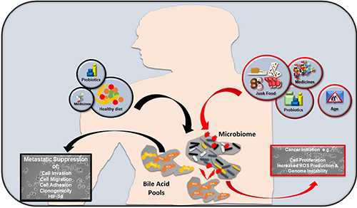 How bile acids may influence cancer progression.