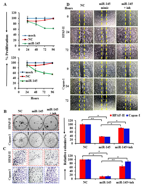 Fig.2: miR-145 inhibits growth, clonogenicity and invasion of PanCa cells.