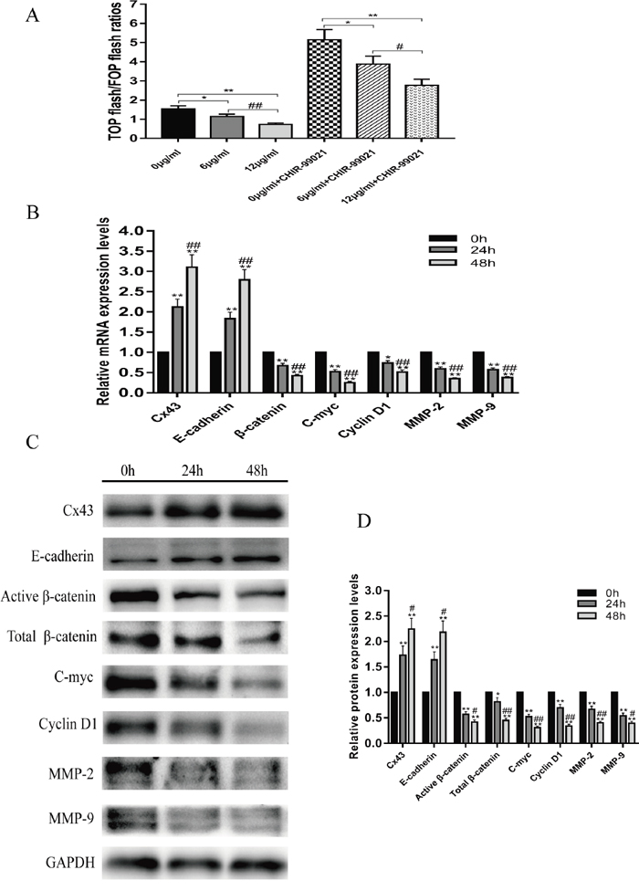Resveratrol suppresses the Wnt/&#x03B2;-catenin signaling pathway.
