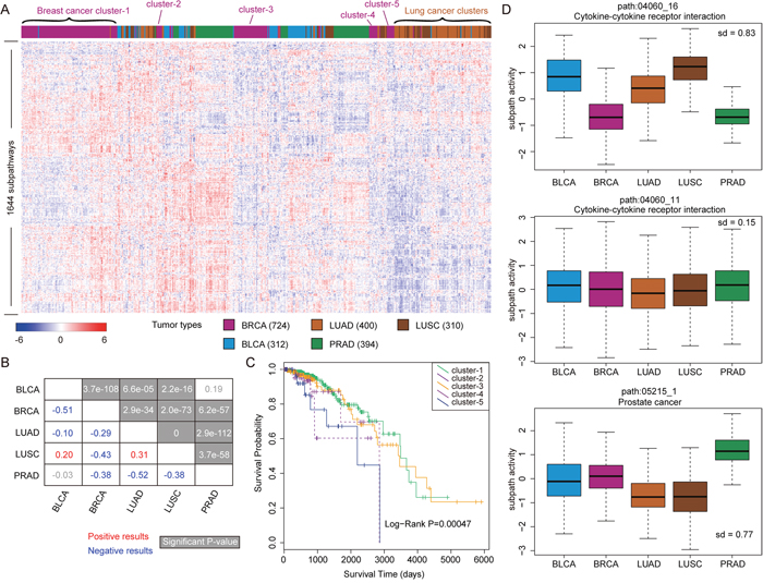 The analyses of subpathway activities across samples from five tumor types.