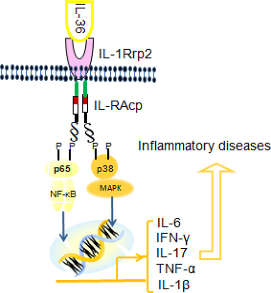 The signaling pathway of IL-36 cytokines.