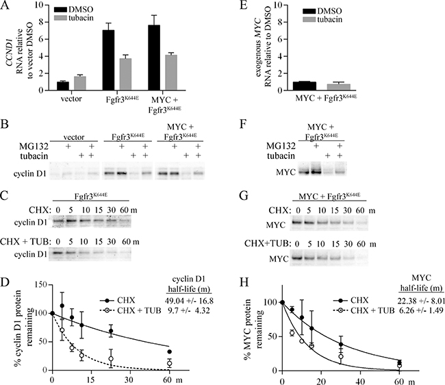Regulation of cyclin D1 and MYC by tubacin.