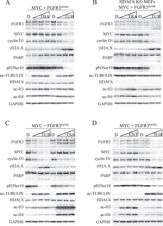 Differential effects of tubastatin A, tubacin, and TSA on FGFR3, MYC, cyclin D1 and DNA damage signaling in MEFs expressing MYC plus FGFR3K644E.