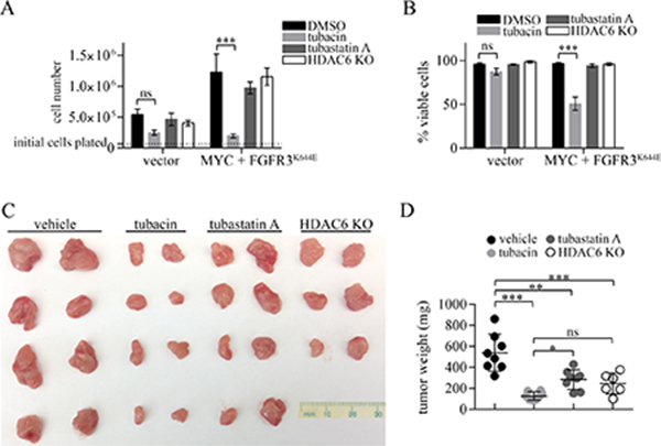 Comparative effects of tubacin, tubastatin A and HDAC6 deficiency on proliferation, viability and tumor formation by MEFs expressing MYC plus FGFR3K644E.