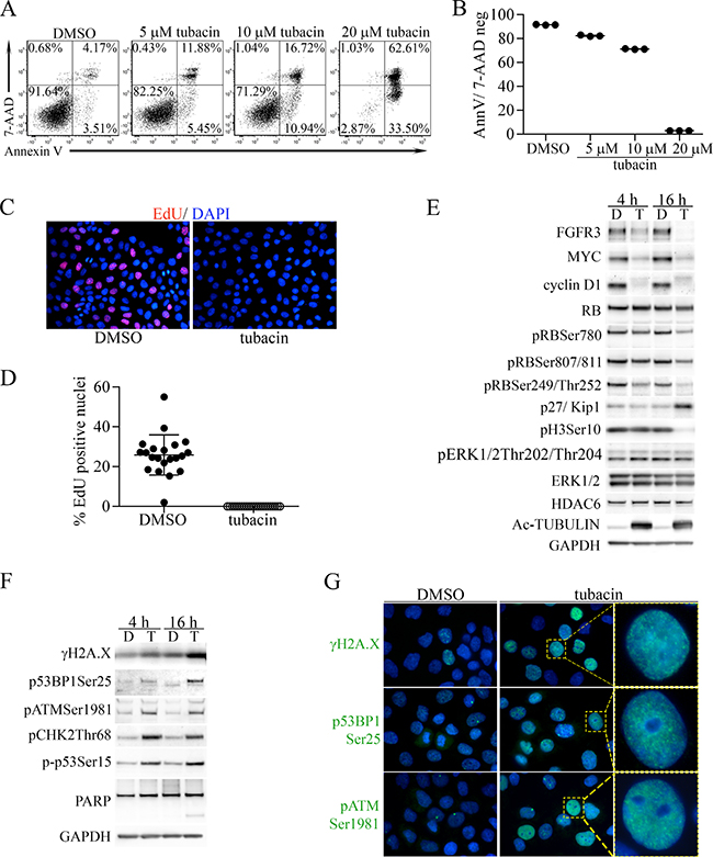 Induction of apoptosis and proliferative arrest by tubacin in RT112 bladder cancer cells is associated with downregulation of FGFR3, MYC, cyclin D1 and induction of DNA damage.