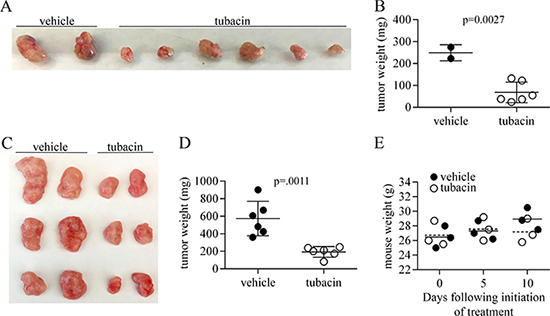 Tubacin inhibits tumor growth by RT112 bladder cancer-derived cells.