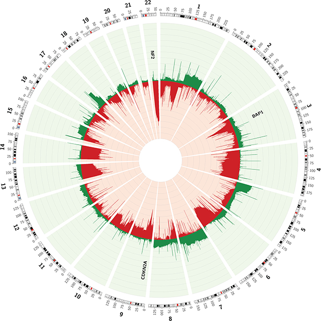 Circos plot of the CNVs observed in array data of 85 MPMs, available through TCGA.