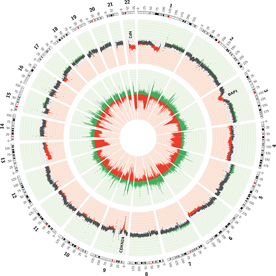 Circos plot of the CNVs observed in low-pass whole genome data of 21 MPMs.