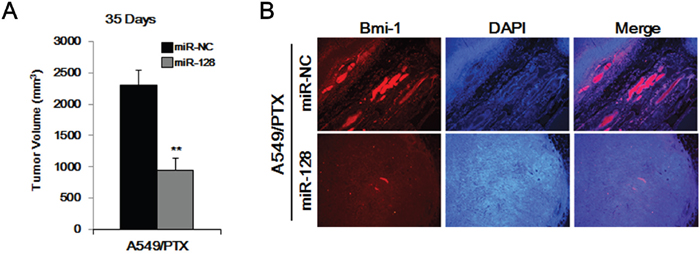 Overexpression of miR-128 inhibits the tumor-forming ability of A549/PTX CD133+ cells.