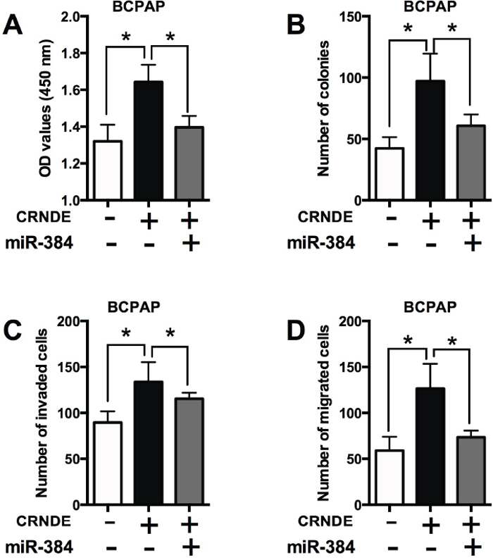 The effects of CRNDE in PTC cells is dependent on miR-384.