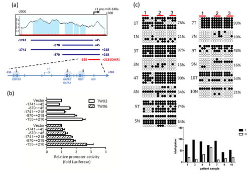 miR-148a is hypermethylated in NPC.