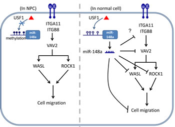Schematic model of the silencing of miR-148a through aberrant hypermethylation enhances cell migration in NPC.