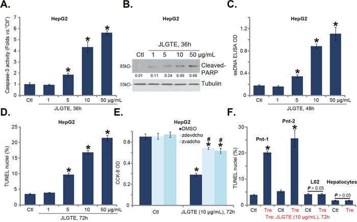 JLGTE induces apoptosis activation in human HCC cells in vitro.