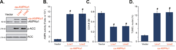 Forced-activation of AMPK is cytotoxic to HepG2 cells.