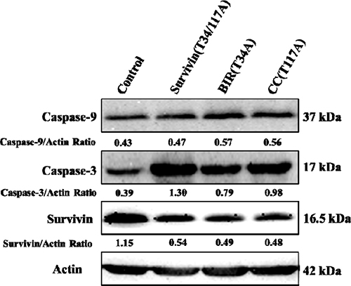 Western blot analysis of apoptosis-related proteins.