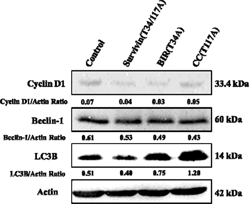 Western blot analysis for the activation of autophagy- and cell cycle-related proteins.