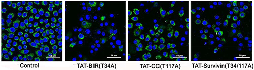 The change of mitochondrial membrane potential of Bcap-37 cells.