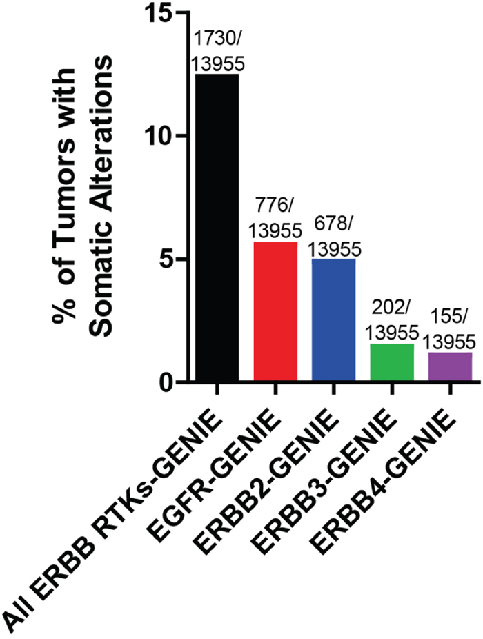 Frequency of somatic alterations of ERBB receptors in cancer.