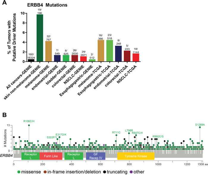 Somatic alterations of ERBB4 in cancer.